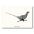 Patrol Field Sports Pheasant Print